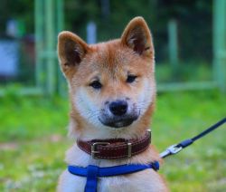 picture of dog