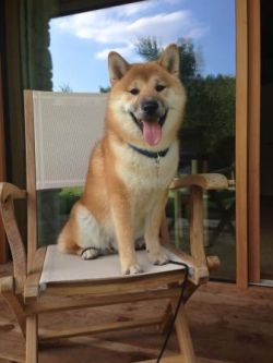 picture of dog