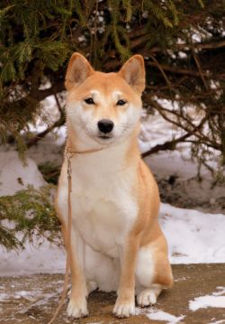 picture of dog