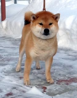 picture of dog