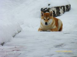 picture of dog
