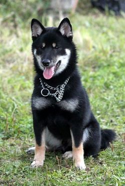 picture of dog