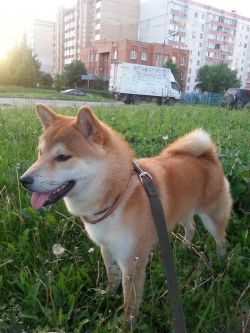 picture of dog