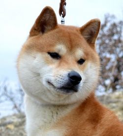 picture of dog