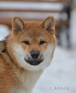 picture of dog
