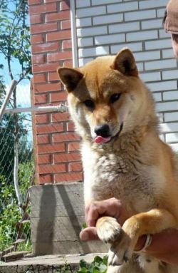 picture of dog
