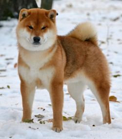 picture of dog