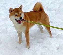 picture of dog