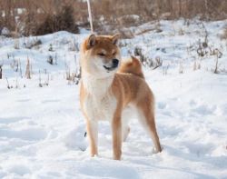 picture of dog