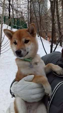 picture of dog