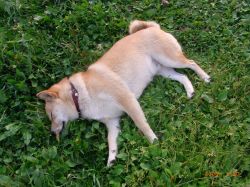 picture of dog