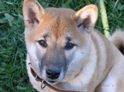 picture of dog