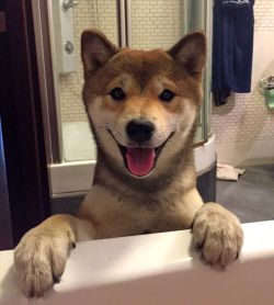 picture of dog
