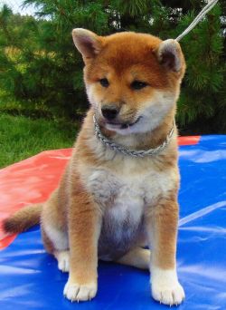 picture of dog