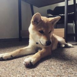 picture of dog