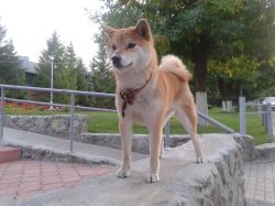 picture of dog