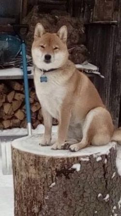 picture of dog
