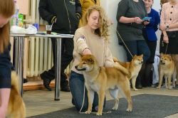 picture of dog