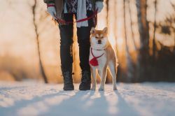 picture of dog