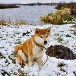 picture of dog