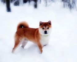 picture of dog