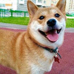 picture of dog