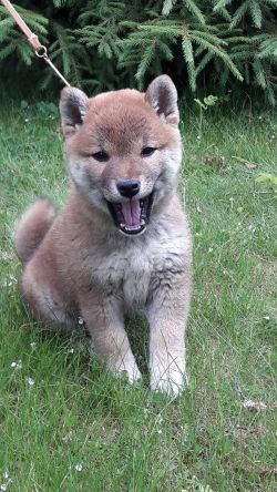 picture of dog