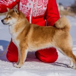 picture of dog
