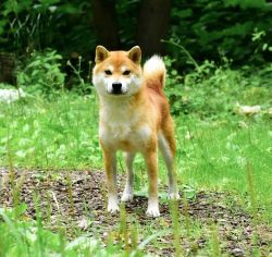 picture of dog