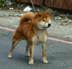 picture of dog