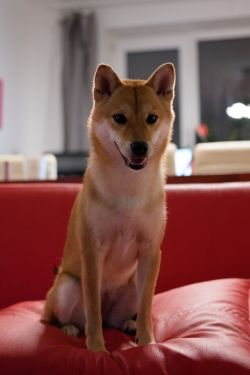 picture of dog
