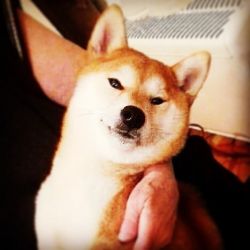 picture of dog