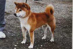 picture of dog