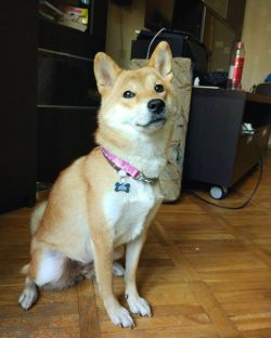 picture of dog