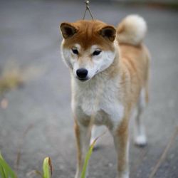 picture of dog