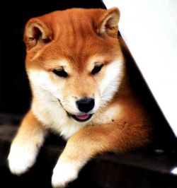 picture of dog