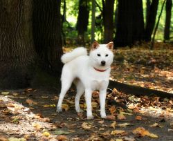 picture of dog