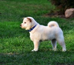 picture of dog