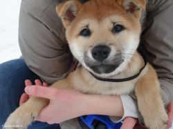 picture of dog