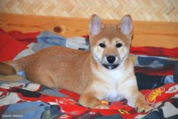 picture of dog