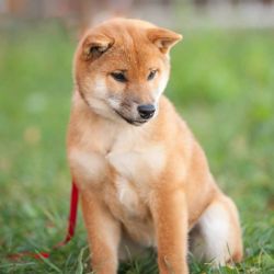 picture of dog