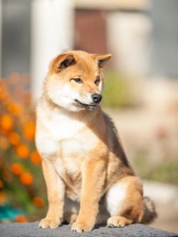 picture of dog