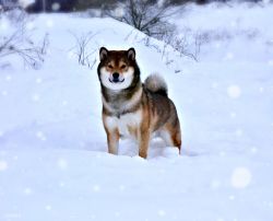 picture of dog