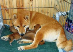 picture of dog
