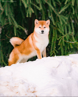 picture of dog