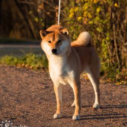picture of dog
