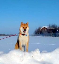 picture of dog
