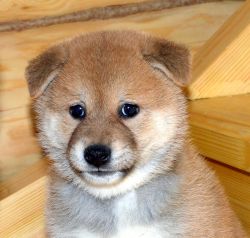 picture of dog