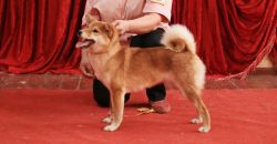 picture of dog