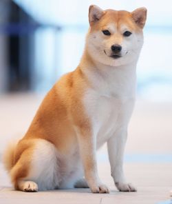 picture of dog